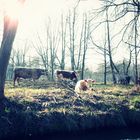 cattle magic world Spreewald