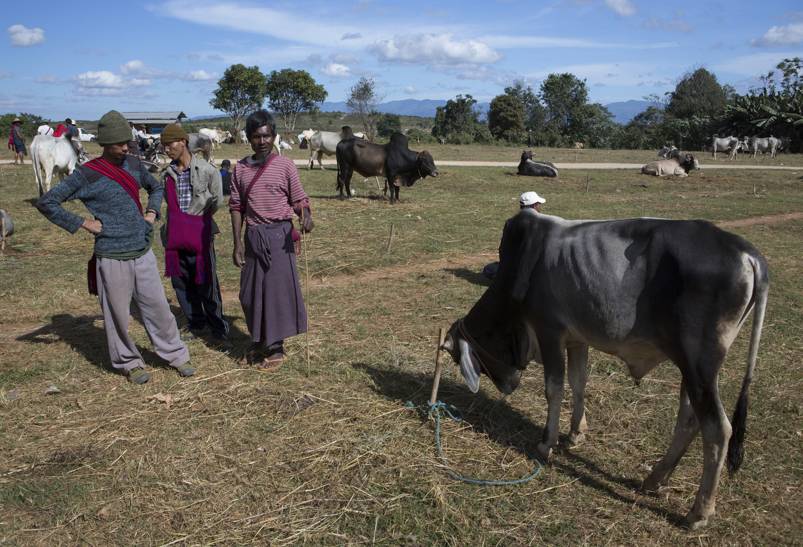 [ …cattle market ]