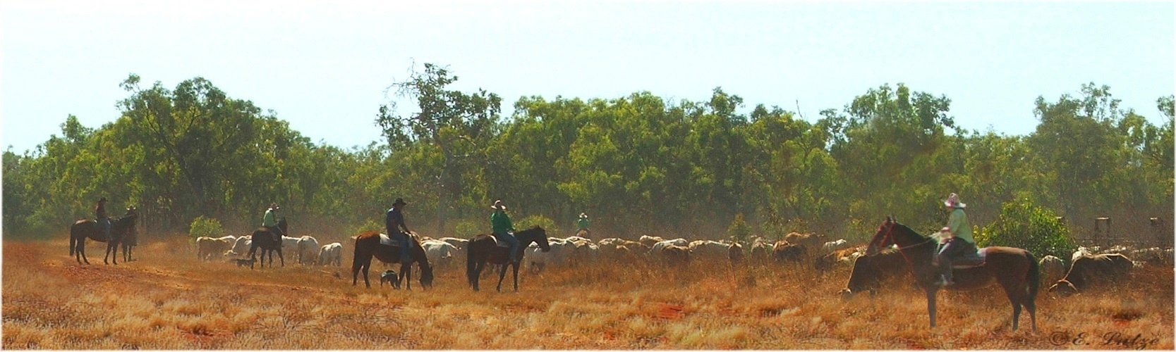 *Cattle Muster at Mc Arthur Station*