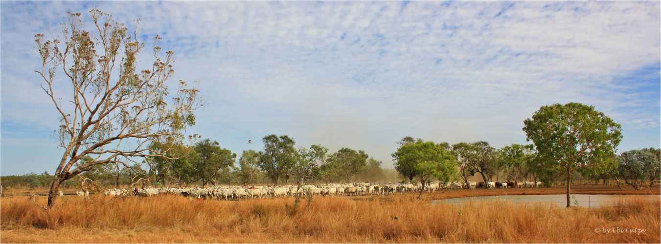 ** Cattle Muster by Helicopter **