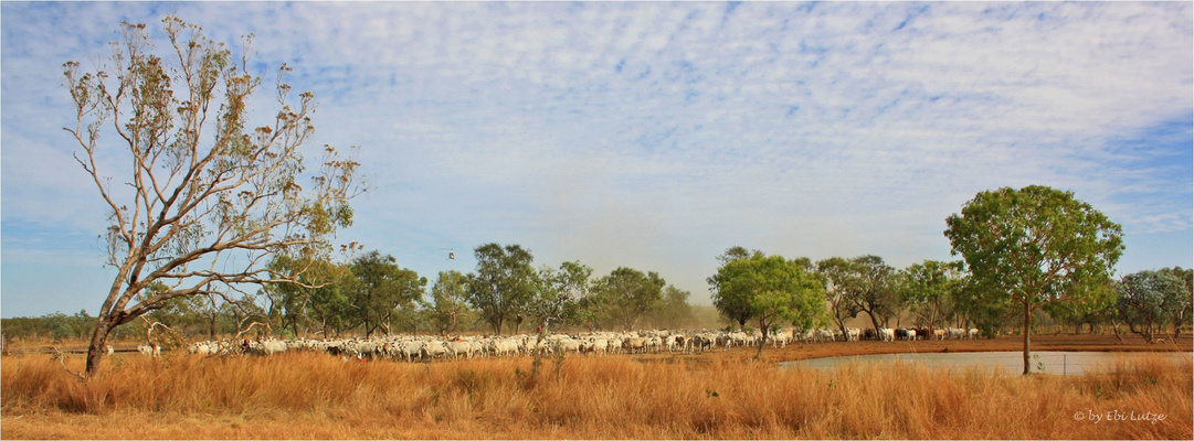 * Cattle Muster  /  Kimberlay WA *