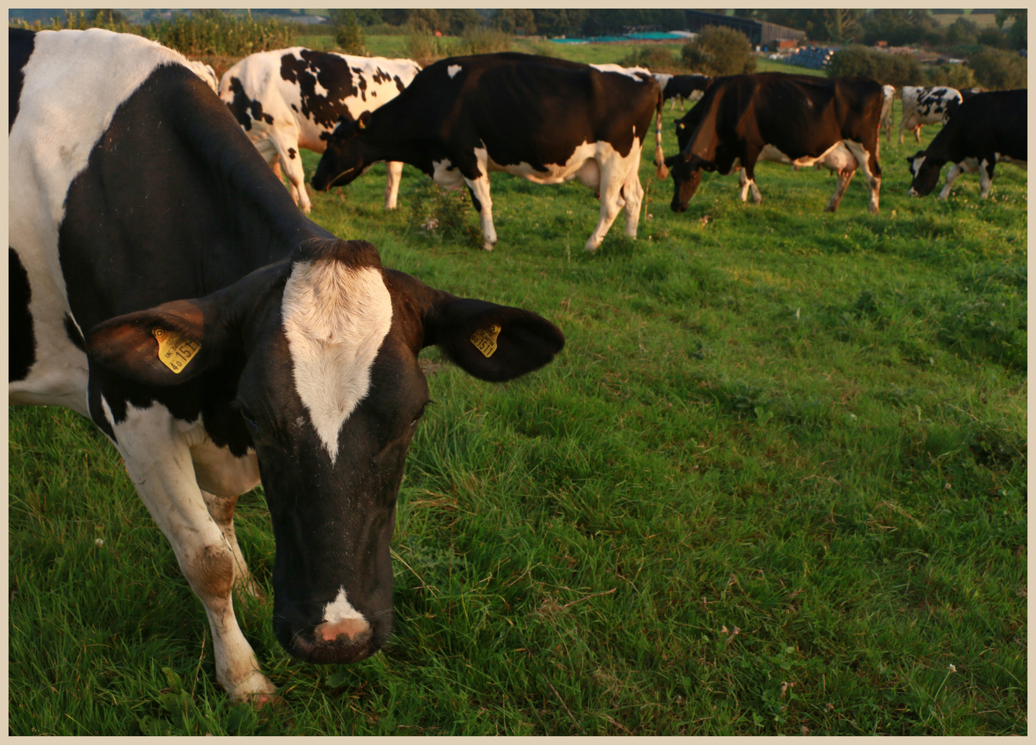 cattle  near farwood barton