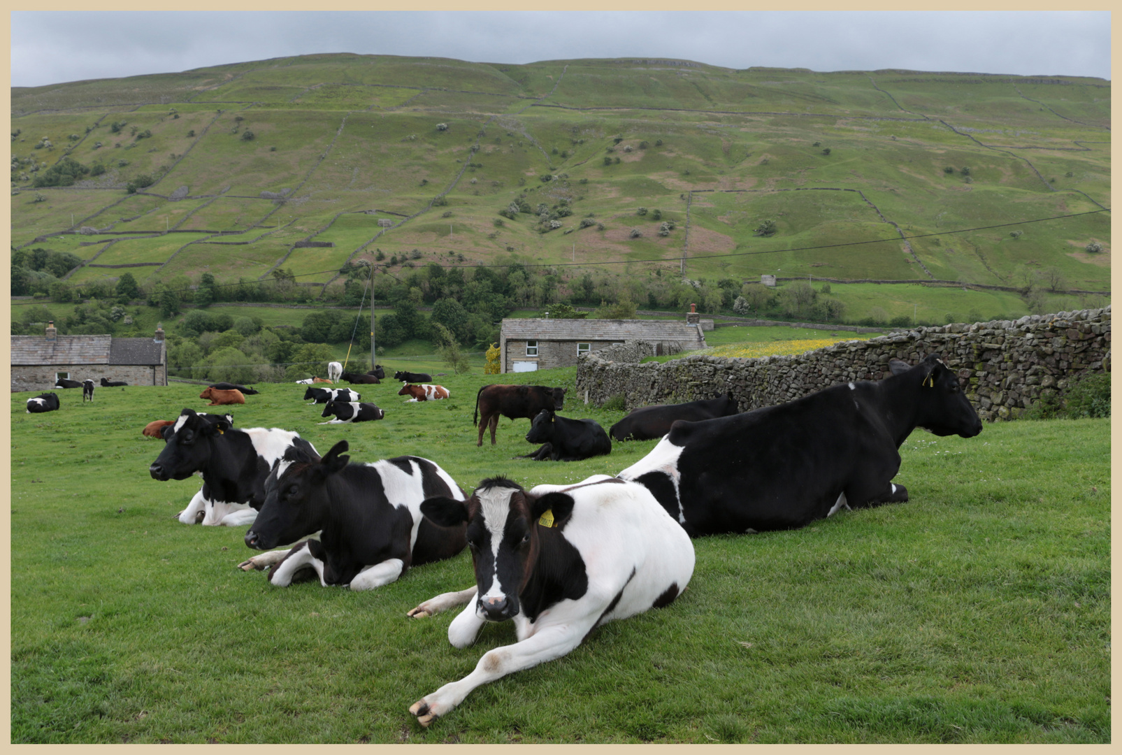 cattle near gunnerside