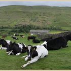 cattle near gunnerside