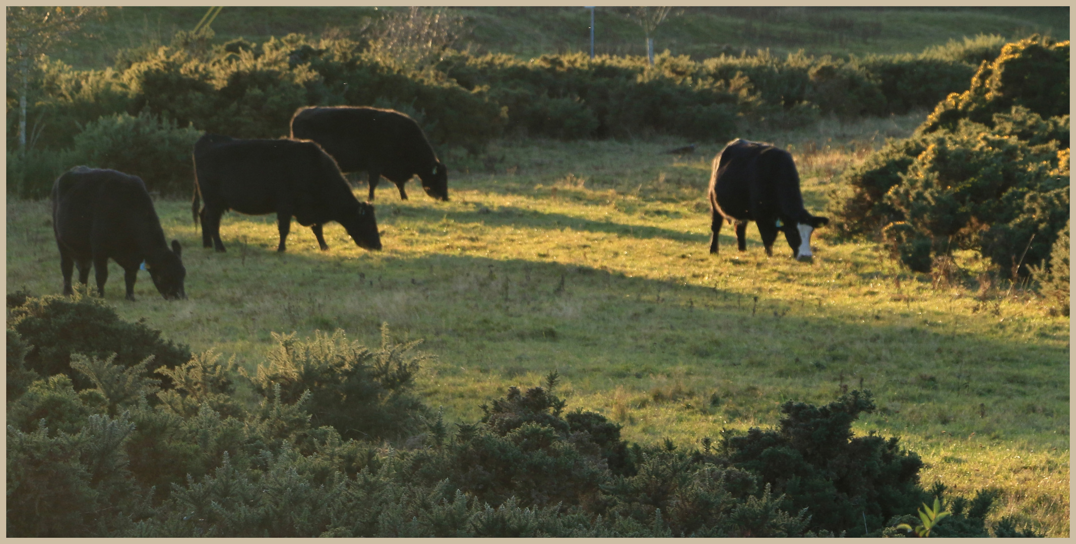 cattle near Ingram