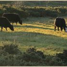 cattle near Ingram