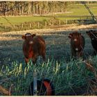 cattle near kilham