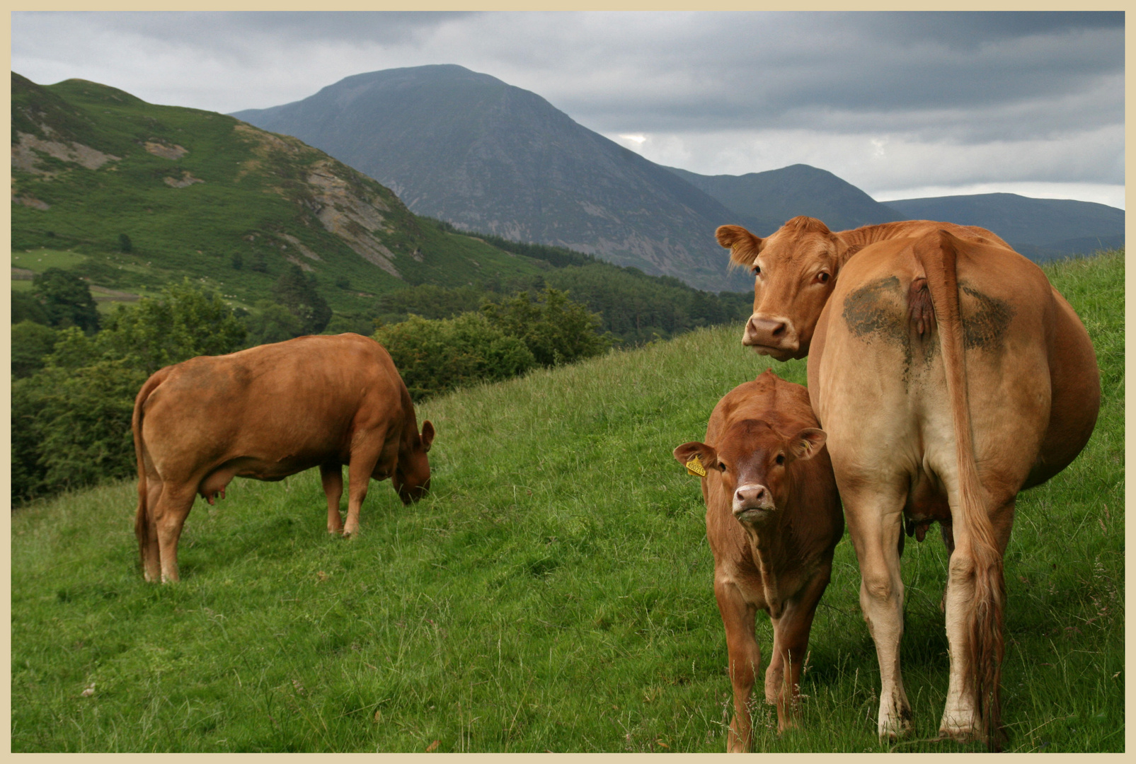 cattle near loweswater