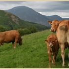 cattle near loweswater