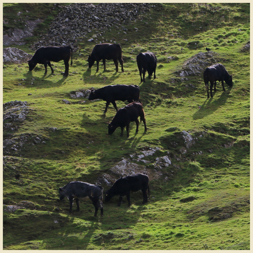 cattle near pettico wick 1b