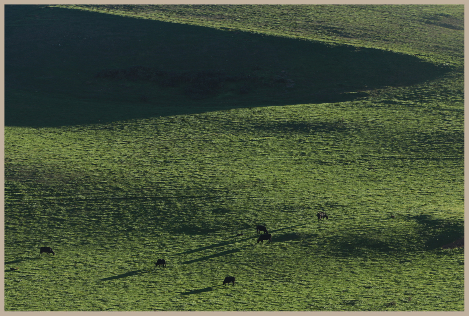 cattle near pettico wick