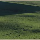 cattle near pettico wick