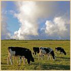 cattle near st aldhelms head