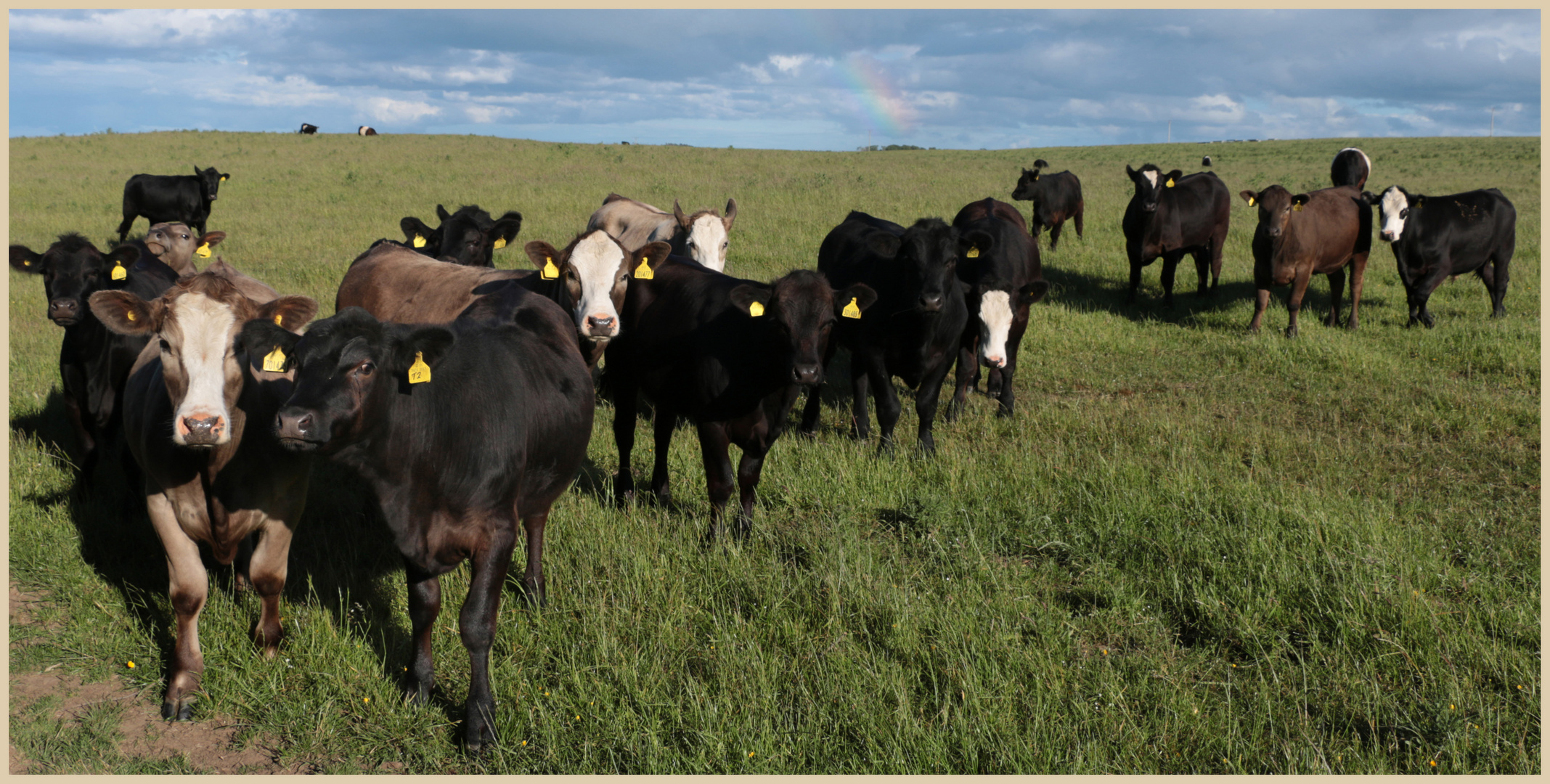 cattle on belford moor