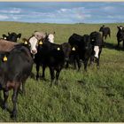 cattle on belford moor