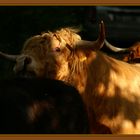 cattle on field