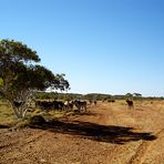 Cattle on Tanami Track, I