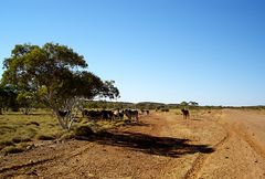 Cattle on Tanami Track, I