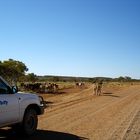 Cattle on Tanami Track, II