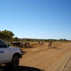 Cattle on Tanami Track, II