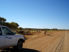 Cattle on Tanami Track, II