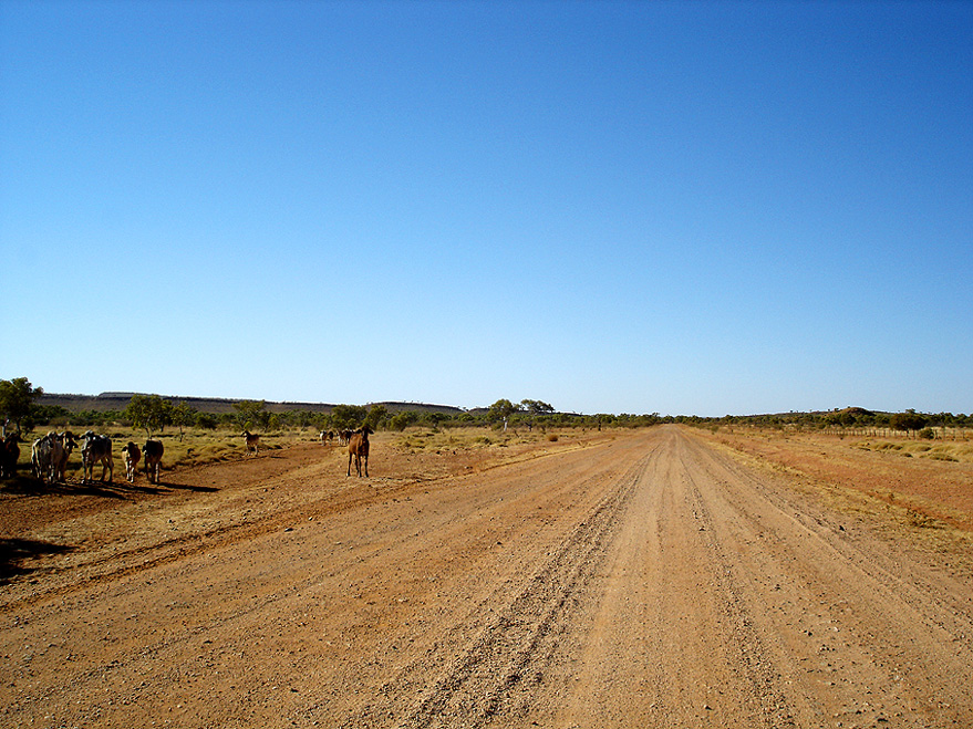 Cattle on Tanami Track, III