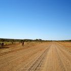 Cattle on Tanami Track, III