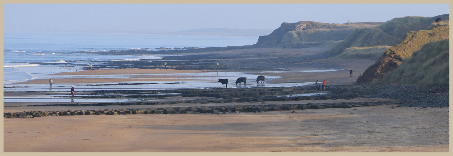 cattle on the beach