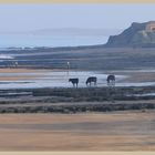 cattle on the beach