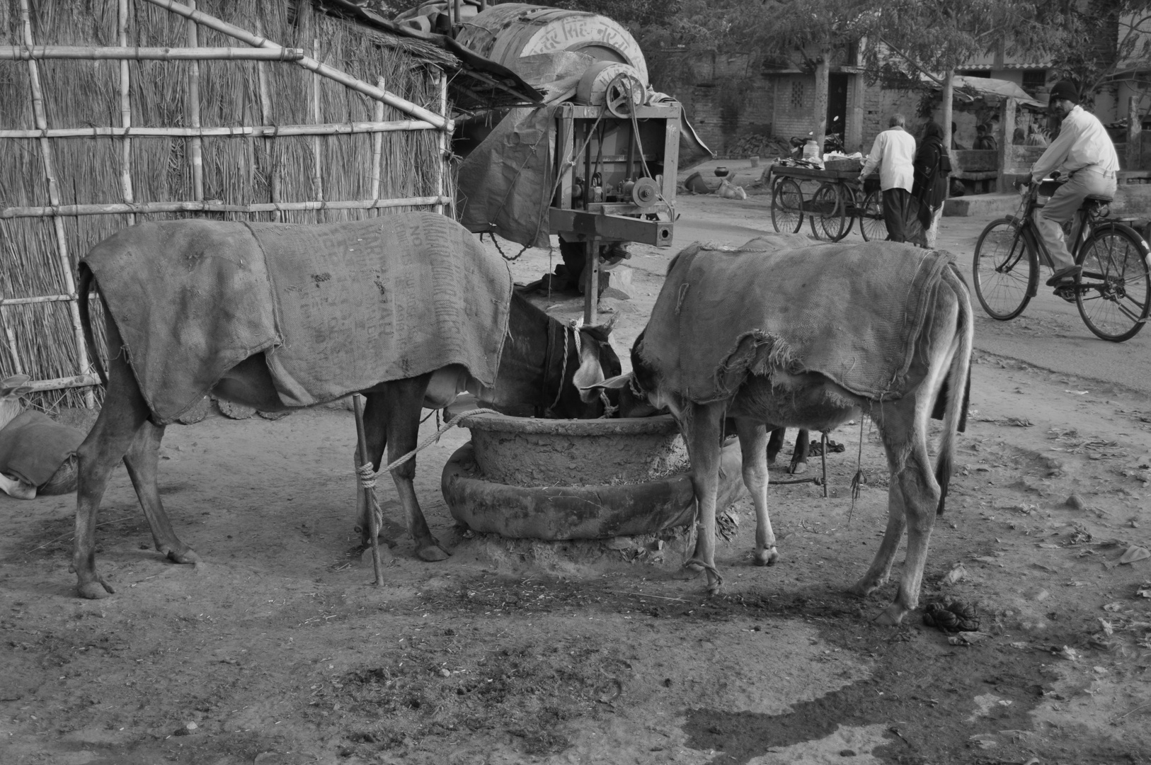 CATTLE WITH BLAZER @ Munger, Bihar