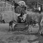 CATTLE WITH BLAZER @ Munger, Bihar