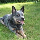 Cattledog in voller Pracht