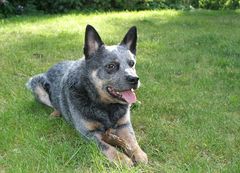 Cattledog in voller Pracht