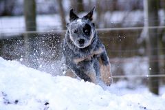 Cattledog Jules ..rennt und rennt und rennt