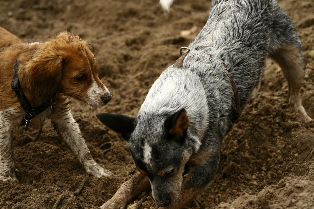 Cattledog "Pepper " Kooiker "Yoda " ....mein Sand, ....alles mein Sand!!