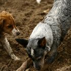 Cattledog "Pepper " Kooiker "Yoda " ....mein Sand, ....alles mein Sand!!