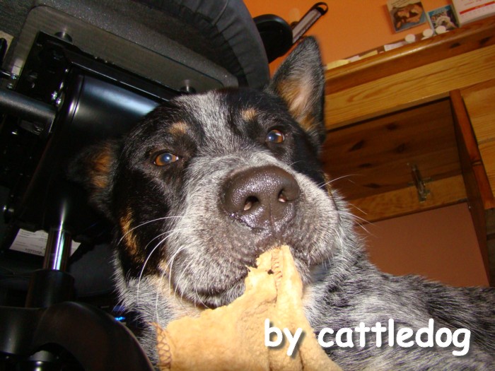 cattledog Sky - die decke