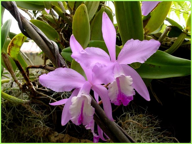 Cattleya