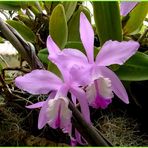 Cattleya