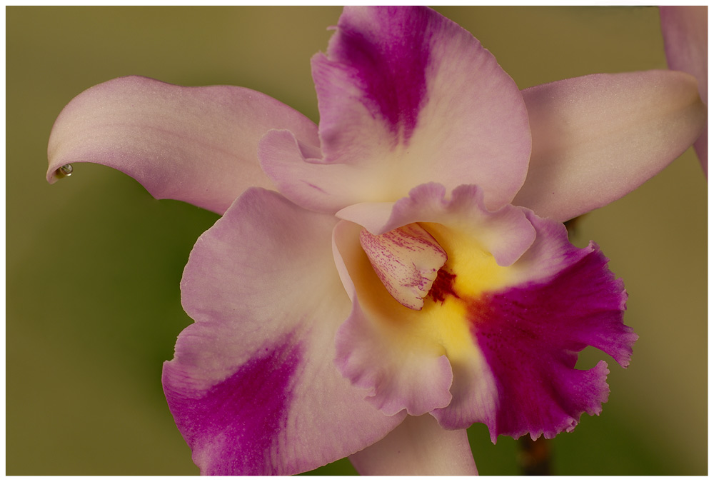 cattleya