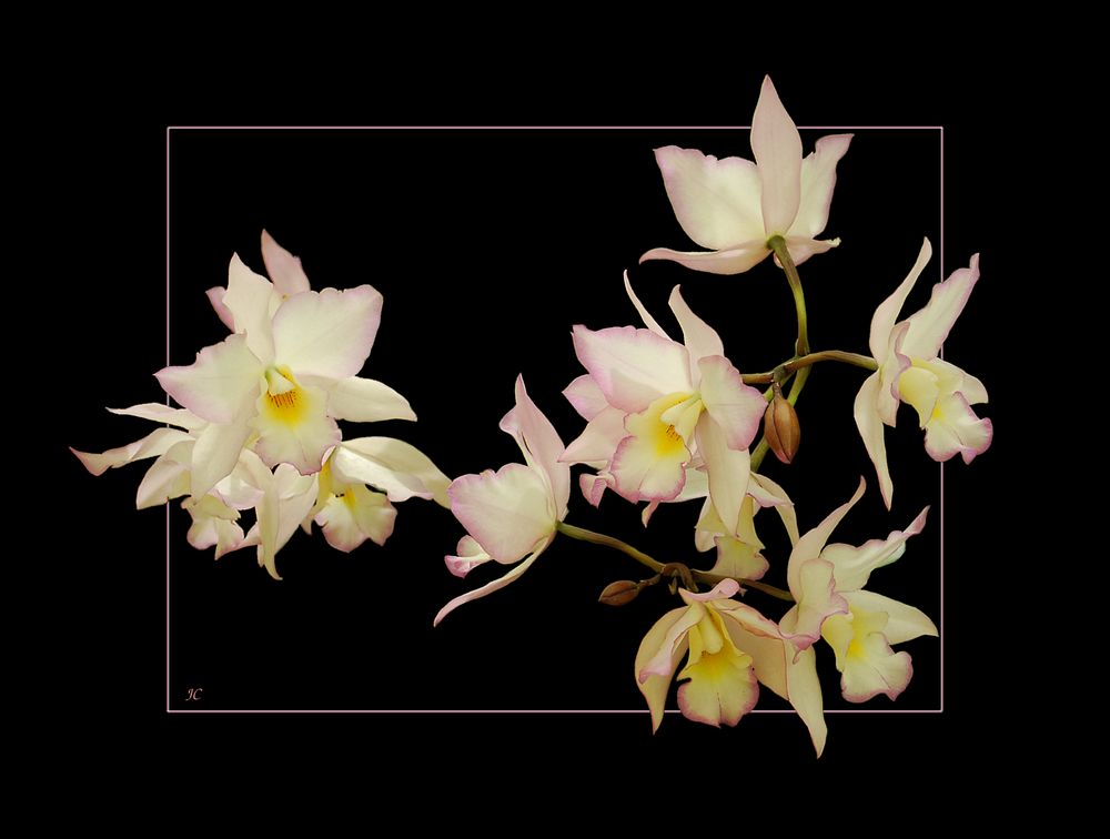 Cattleya