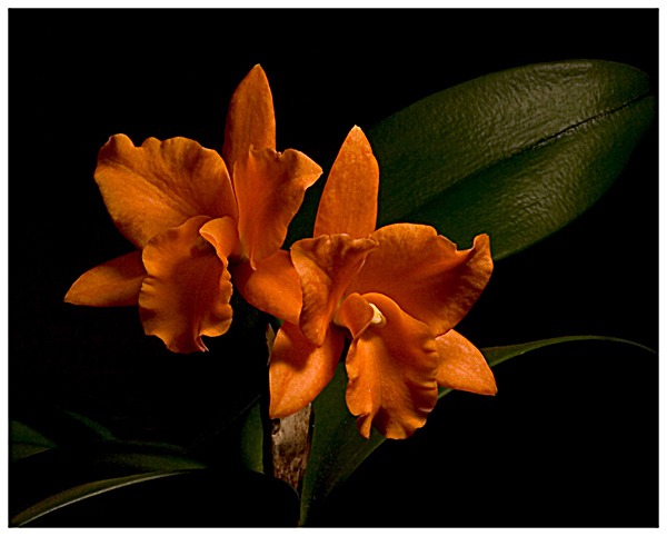 cattleya