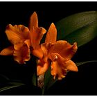 cattleya