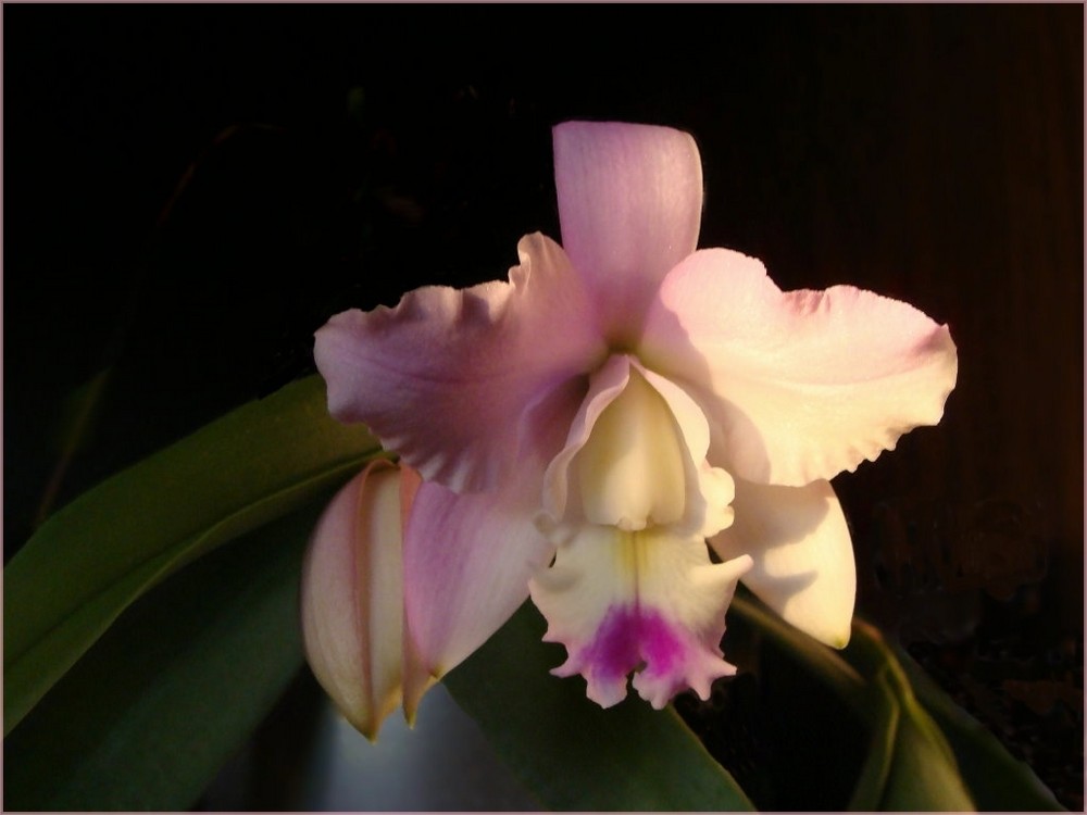 Cattleya