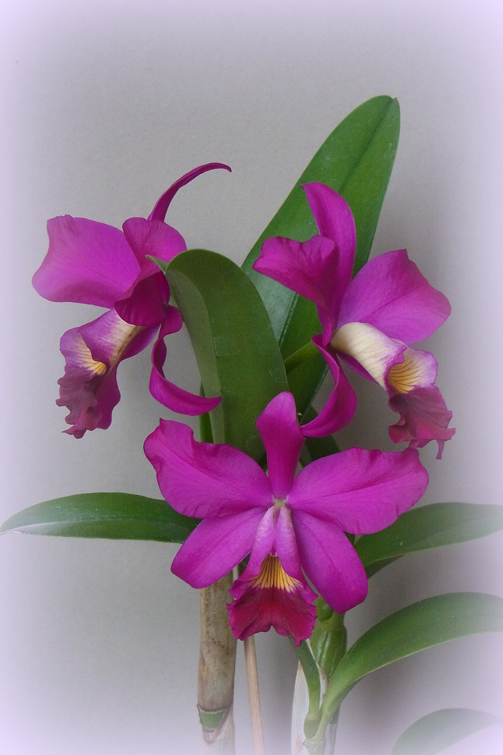 Cattleya