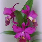 Cattleya