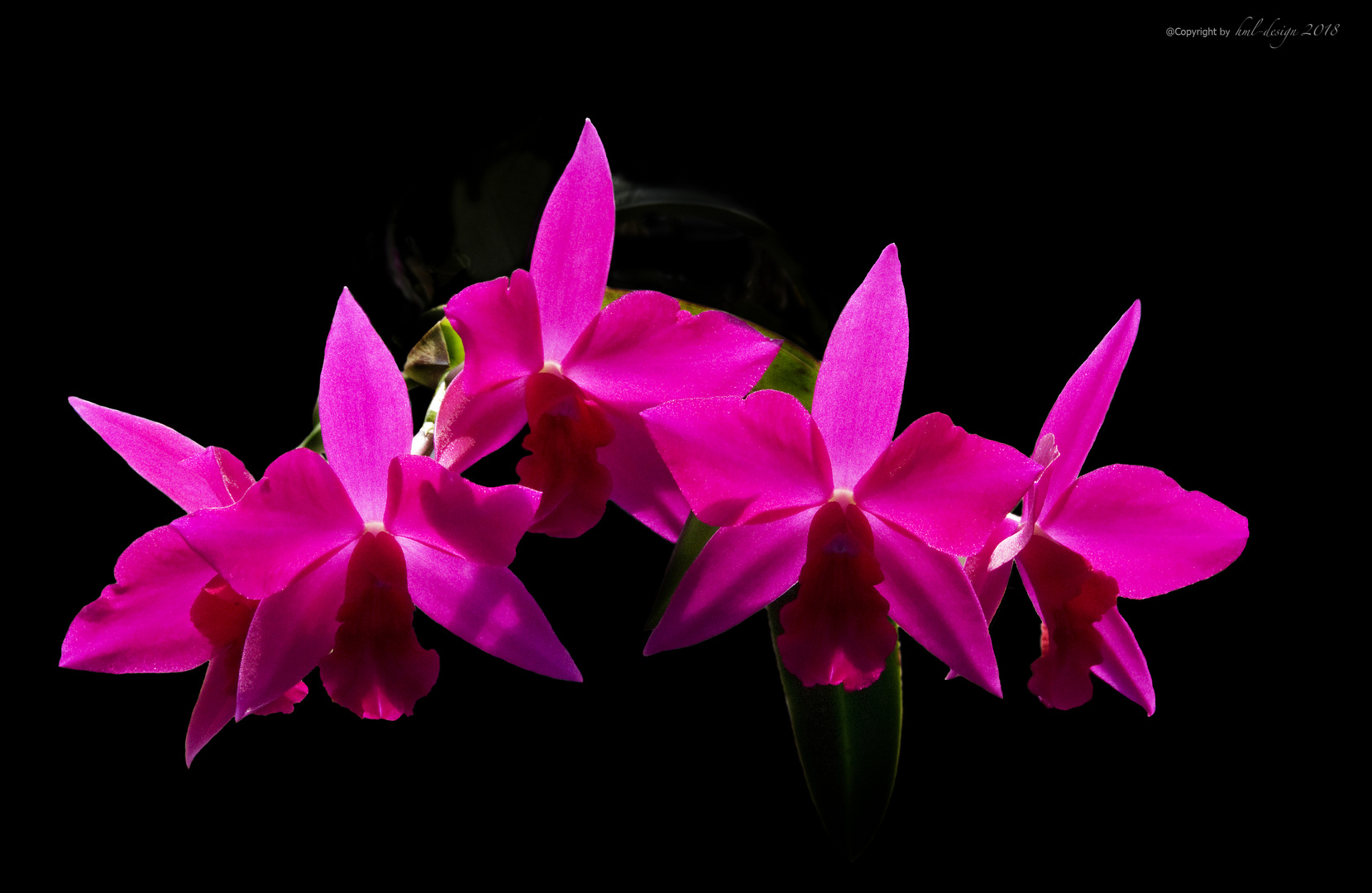 Cattleya