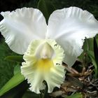 Cattleya