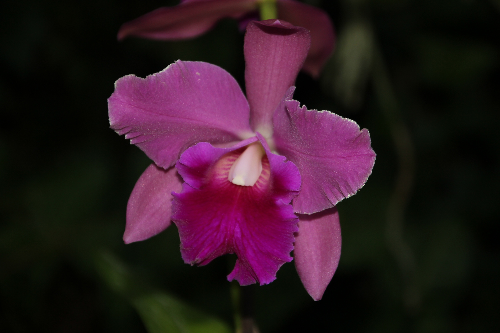 Cattleya