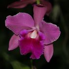 Cattleya